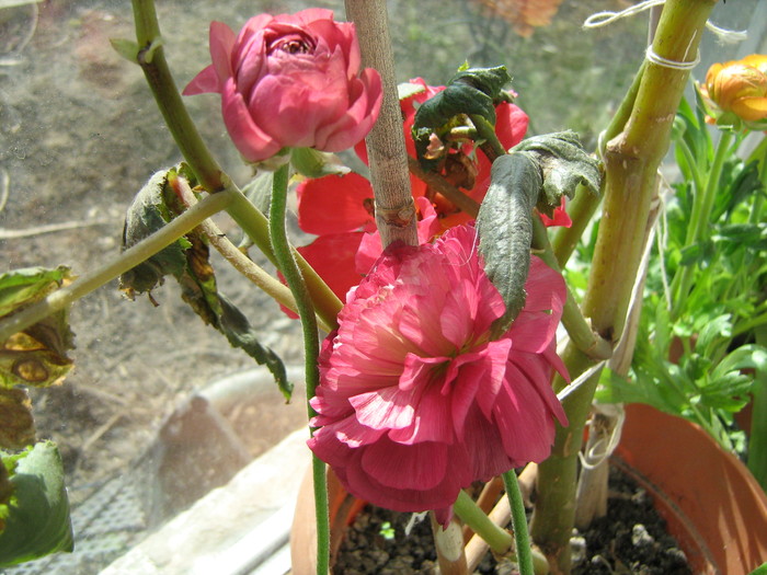ranunculus si begonie - Flori