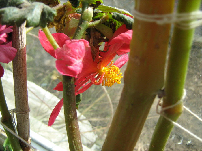 begonia pendula red - Flori