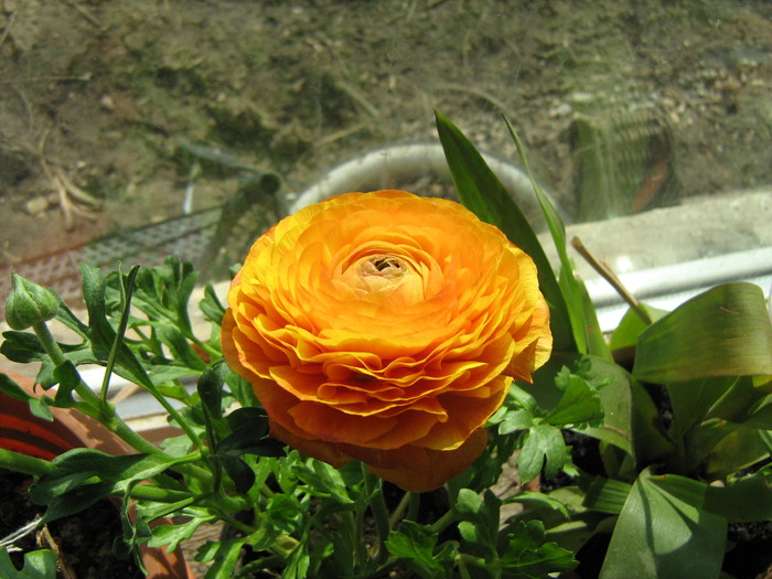 ranunculus(piciorul cocosului) - Flori