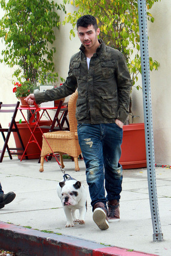 Joe+Jonas+Joe+Jonas+takes+bulldog+Winston+g0dD7xMgQI4l - Joe Jonas takes his bulldog Winston for a walk
