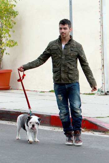 Joe+Jonas+Joe+Jonas+takes+bulldog+Winston+QgaK2amqy8Nl - Joe Jonas takes his bulldog Winston for a walk