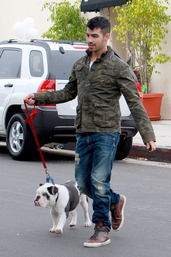 Joe+Jonas+Joe+Jonas+takes+bulldog+Winston+WZFxZ5VnsK_l - Joe Jonas takes his bulldog Winston for a walk