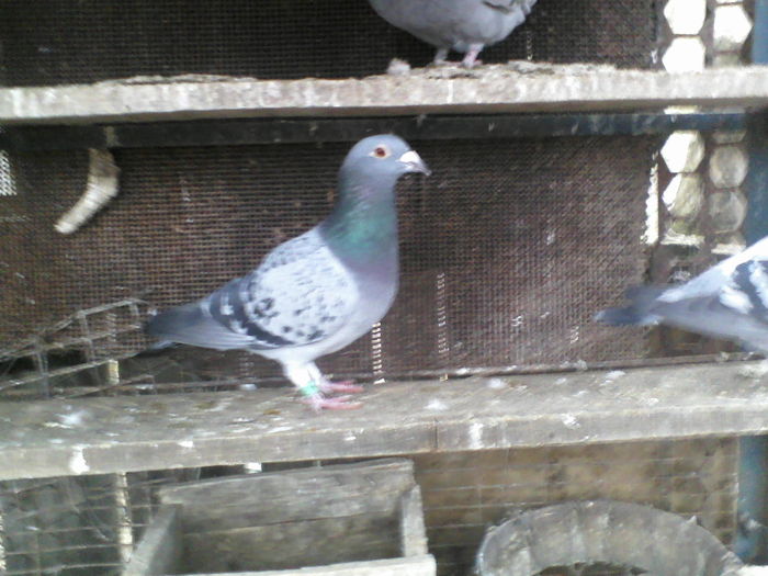 femela 2010