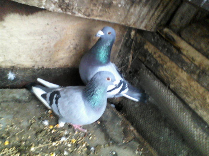 P20-03-11_10.50[2]