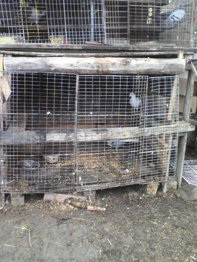 matca 2011 - cotetul porumbeilor