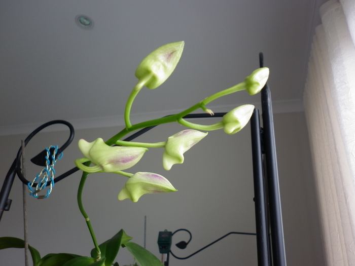 20.03.11 - Dendrobium phal 2