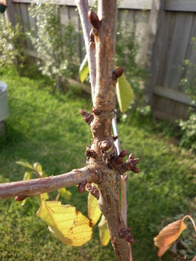 inmugureste ciresul la sfirsitul verii 20.03.11 - Diverse