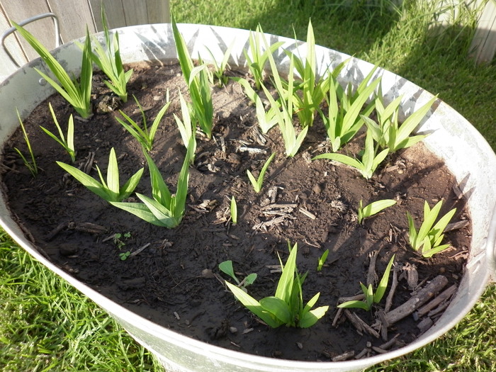 Au rasarit freziile...incredibil 20.03.11 - Diverse