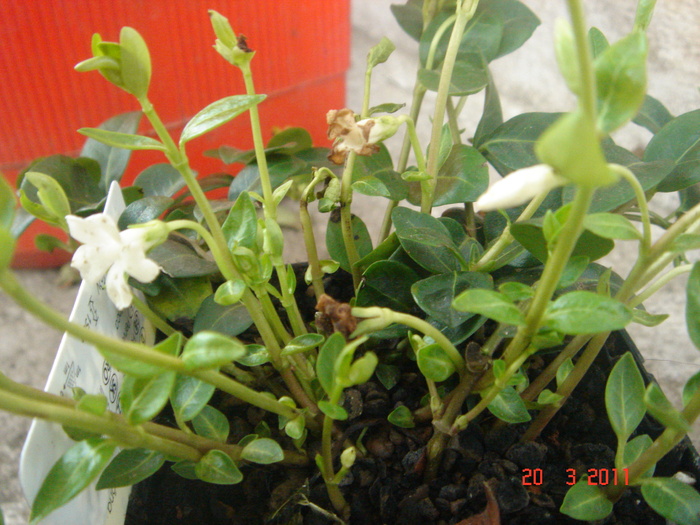 vinca alba - 2011 martie