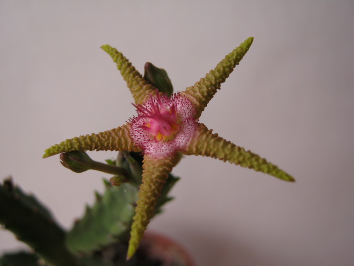 S. flavopurpurea (1)