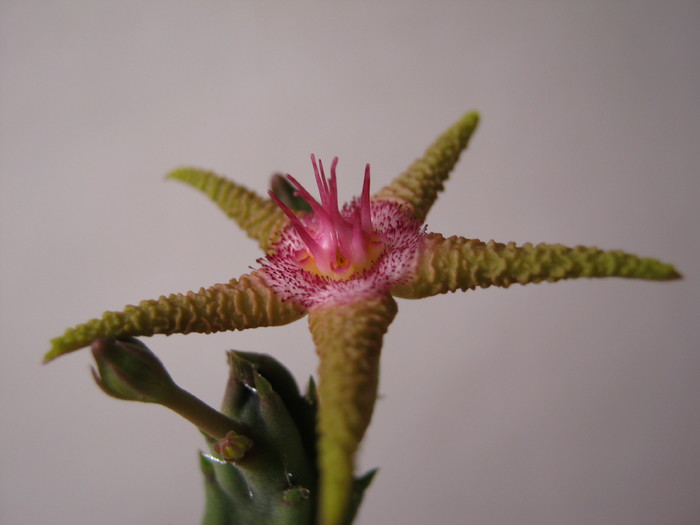 S. flavopurpurea (2)