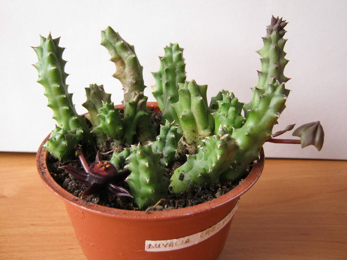 D. caespitosa - Infloriri 2011