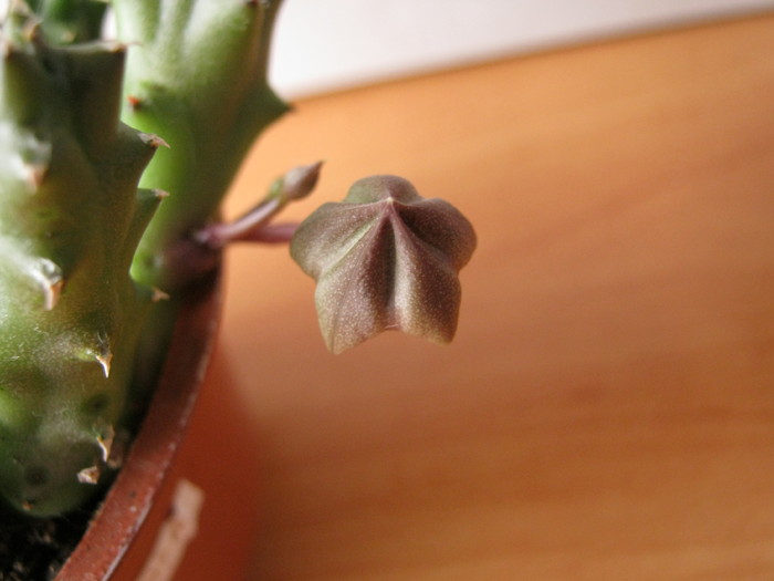 D. caespitosa (2)