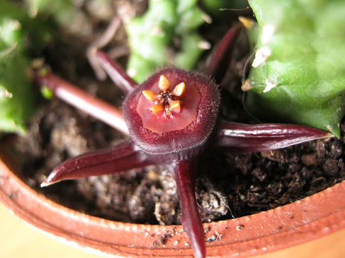 D. caespitosa (3)