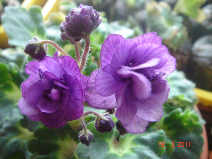 DSC05965 - violete