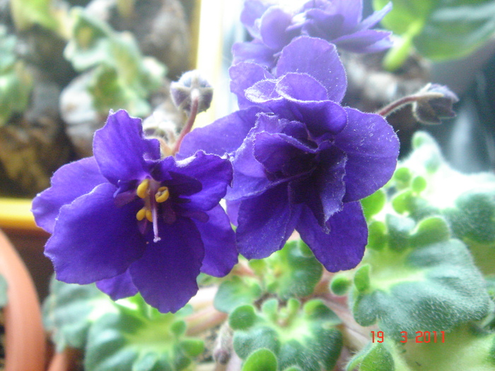 DSC05964 - violete