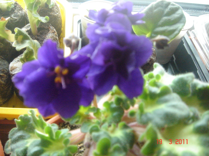 DSC05958 - violete