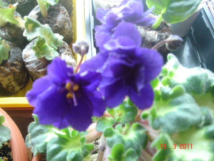 DSC05962 - violete