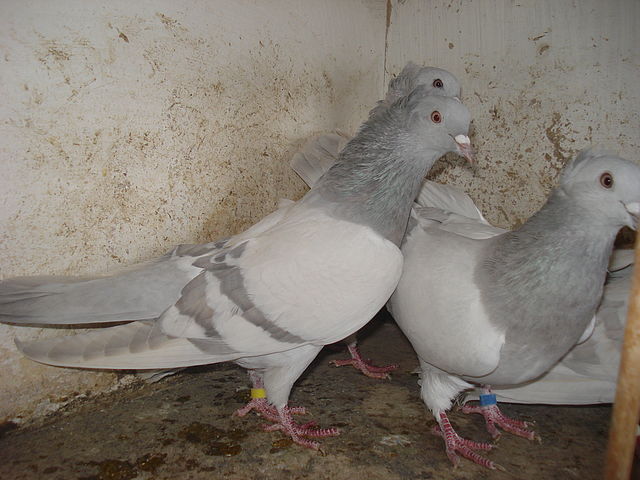 13 - Poze din internet-Jucatori de Bacu