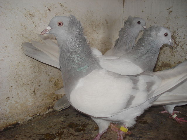 14 - Poze din internet-Jucatori de Bacu