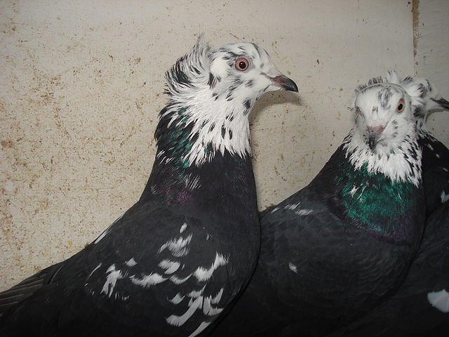 19 - Poze din internet-Jucatori de Bacu