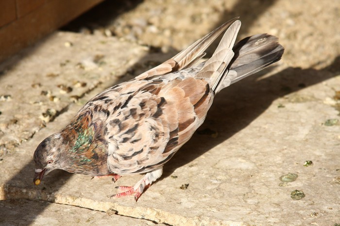 mram_yell_chul_1b - Poze din internet-Jucatori de Bacu