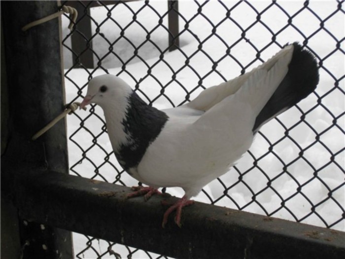 sheyka_pol_dove_gol_3b