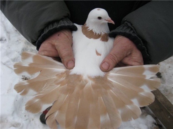 sheyka_pol_yell_lent_gol_1b