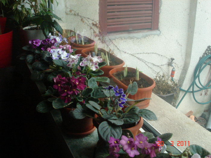 DSC05969 - violete