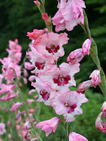 gladiolus hibridus