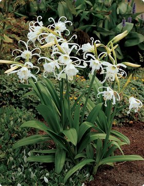 himenocallis festalis - florile mele