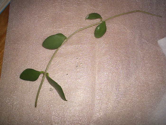 Hoya Nummularioides
