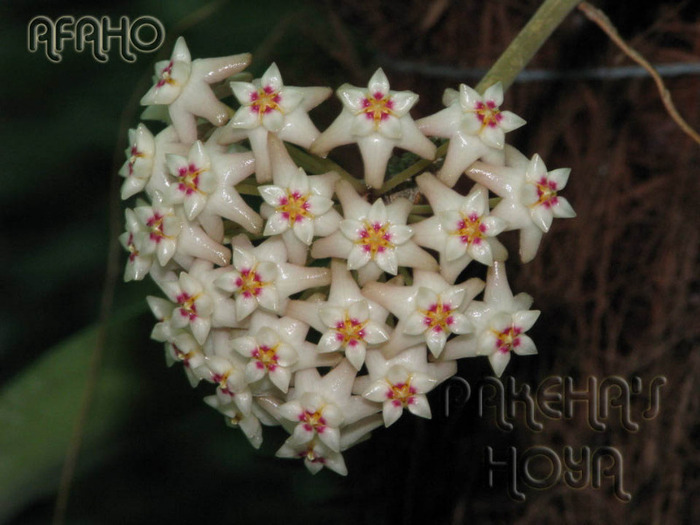 acuta - Hoya Acuta aff White