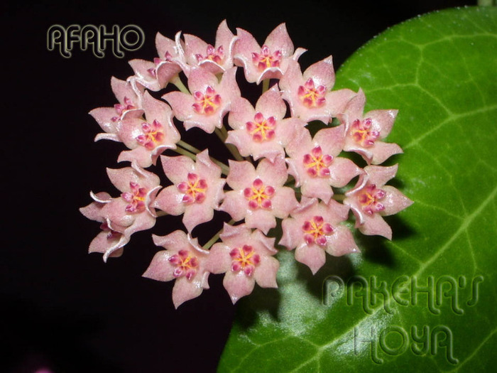 camphorifolia - Hoya Camphorifolia