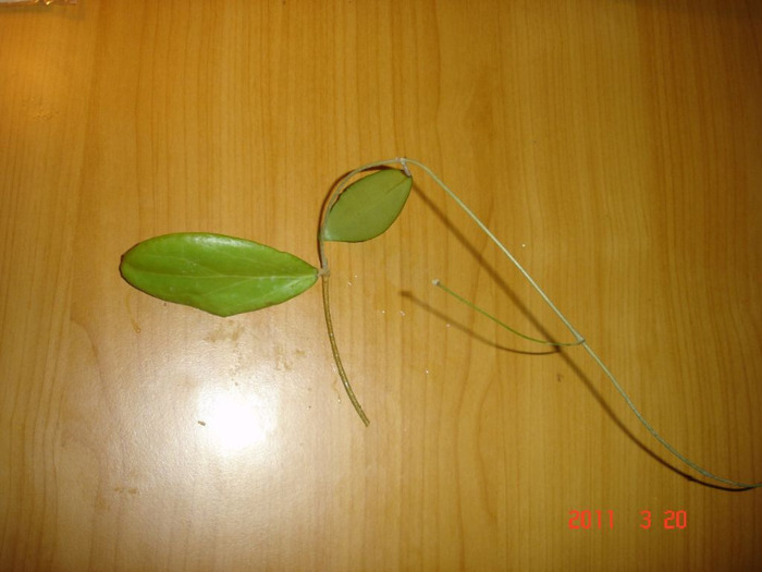 20.03.11 - Hoya Camphorifolia