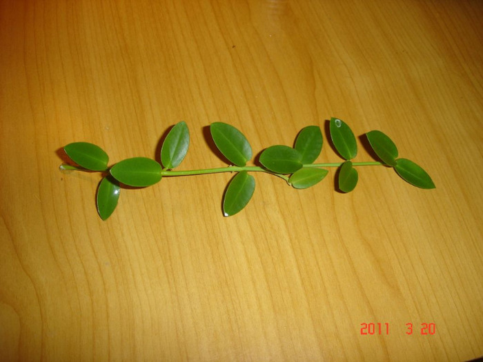 20.03.11 - Hoya Cumingiana