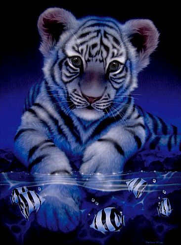13551_Tiger