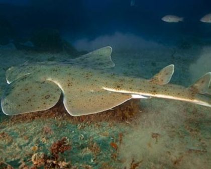 Angel-Shark