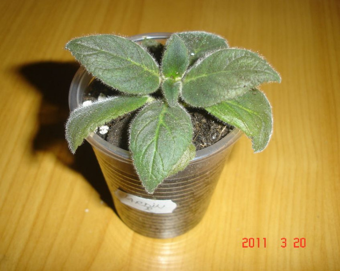 DSC00868
