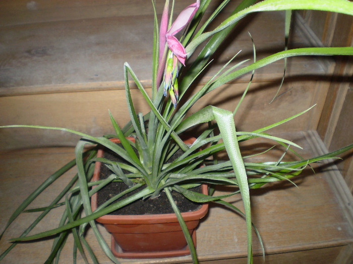 bilbergia