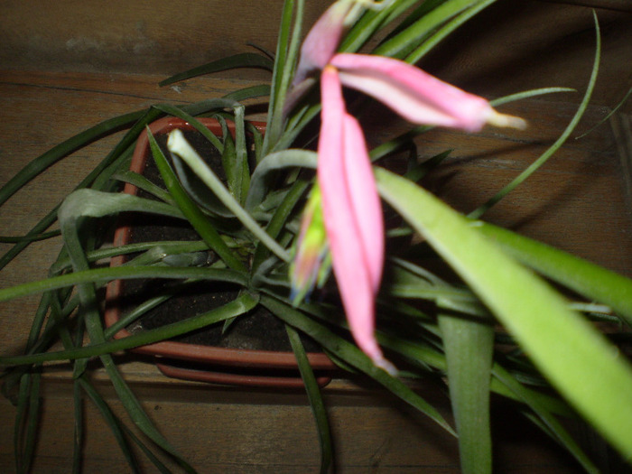 bilbergia