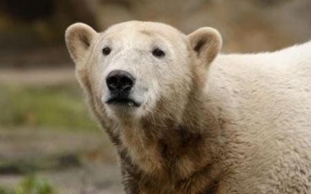 knut-polar-bear- - KNUT