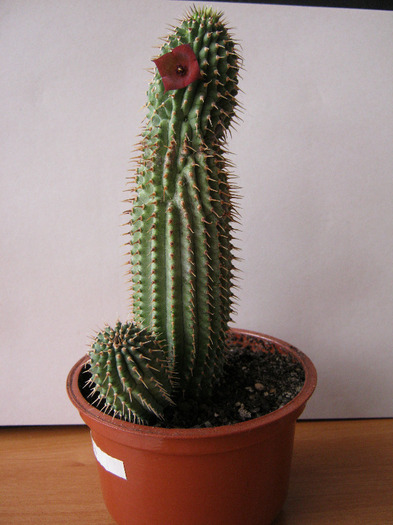 Hoodia pilifera 4 petale - Asclepiadaceae