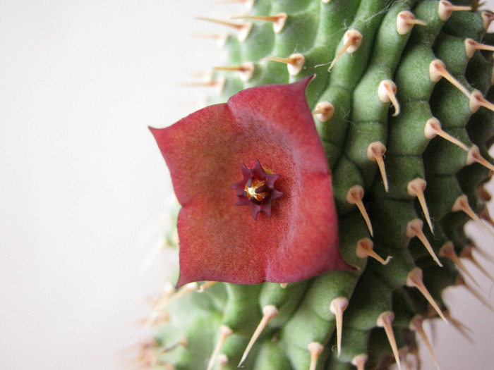 Hoodia pilifera 4 petale (13) - Infloriri 2011