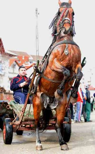 NIS_5598 - Pastele Cailor targoviste