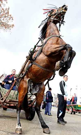 NIS_5607 - Pastele Cailor targoviste