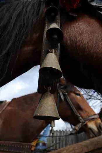 NIS_5632 - Pastele Cailor targoviste