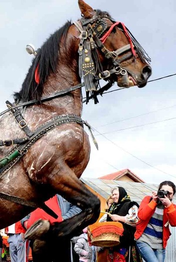 NIS_5680 - Pastele Cailor targoviste