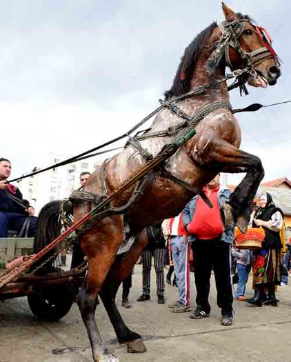 NIS_5681 - Pastele Cailor targoviste