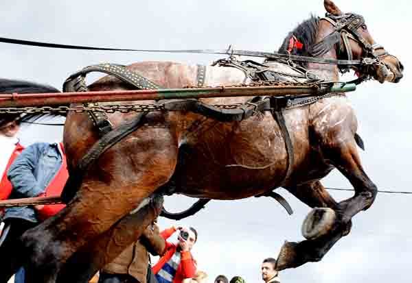 NIS_5701 - Pastele Cailor targoviste